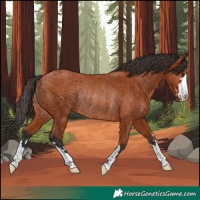 Horse Color:Bay Rabicano 