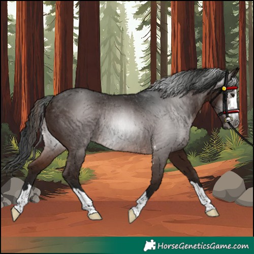 Horse Color:Gray Brown Rabicano 