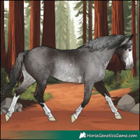 Horse Color:Gray Brown Rabicano 