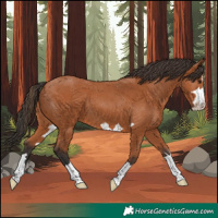 Horse Color:Bay 