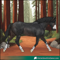 Horse Color:Brown Rabicano