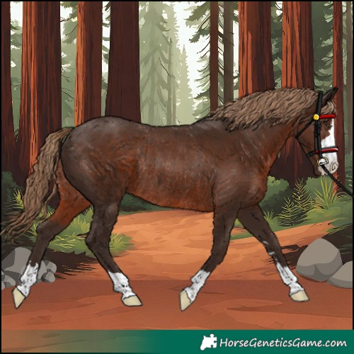 Horse Color:Liver Chestnut Rabicano 