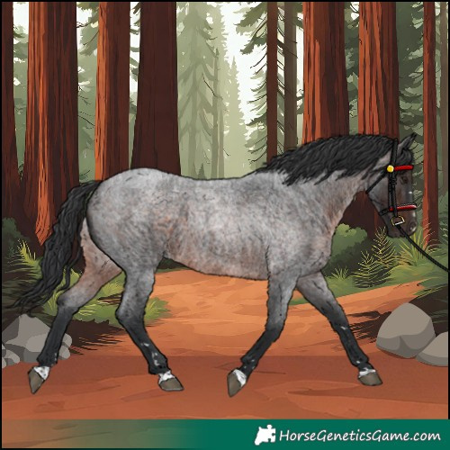 Horse Color:Brown Roan 