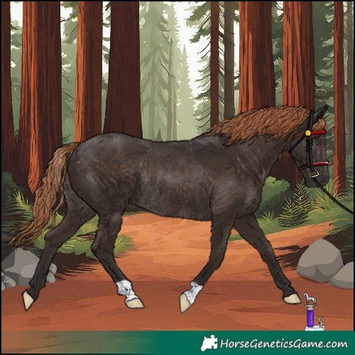 Horse Color:Liver Chestnut Rabicano 