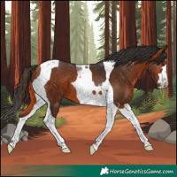 Horse Color:Bay Tobiano 