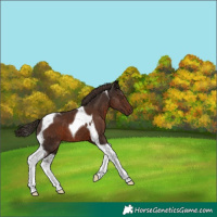 Horse Color:Liver Chestnut Tobiano 