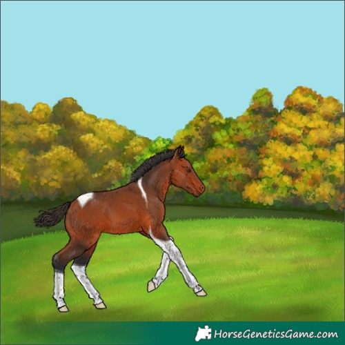 Horse Color:Bay Tobiano 
