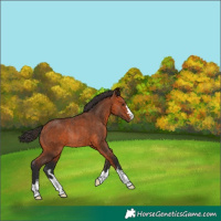 Horse Color:Bay Rabicano 