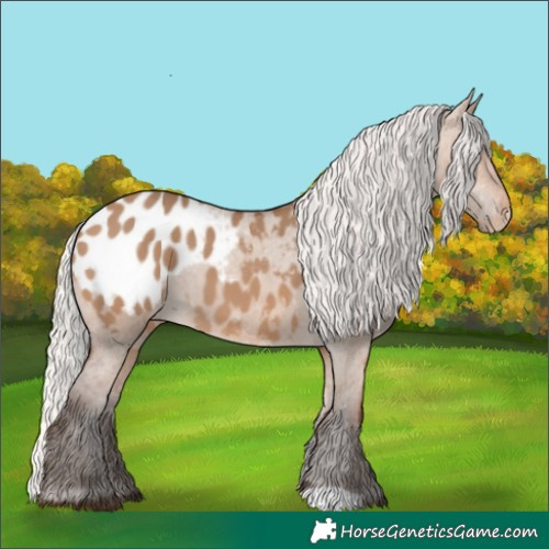 Horse Color:Silver Brown Dun Appaloosa