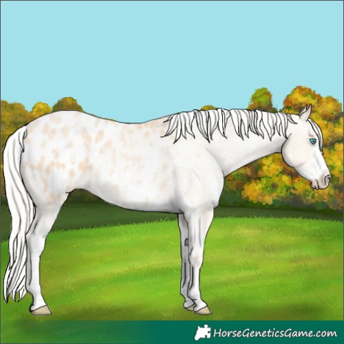 Horse Color:Silver Buckskin Pearl Sabino Appaloosa 
