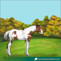 Horse Color:Brown Tobiano Frame 