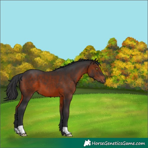Horse Color:Brown 