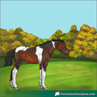 Horse Color:Brown Tobiano