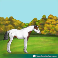 Horse Color:Brown Tobiano Frame 