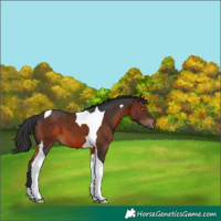 Horse Color:Brown Tobiano