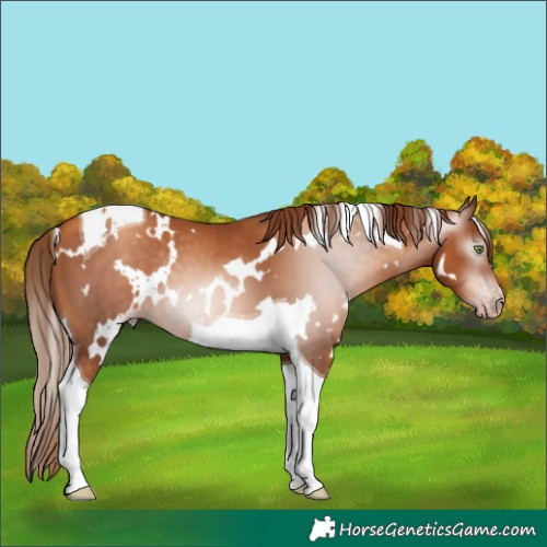 Horse Color:Gray White Spotted Gold Champagne Tobiano