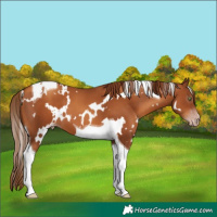 Horse Color:Gray White Spotted Gold Champagne Tobiano