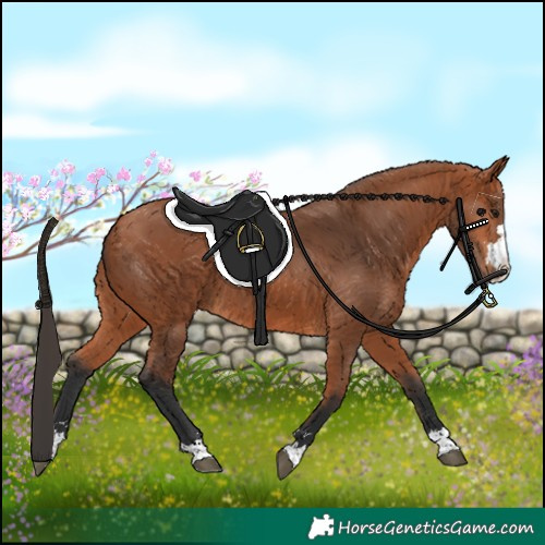 Horse Color:Bay 