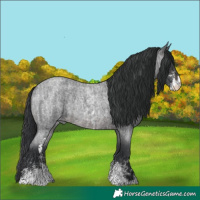 Horse Color:Brown Roan Sabino Rabicano  and Brown Roan Sabino Rabicano 