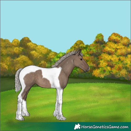 Horse Color:Silver Grullo Tobiano 