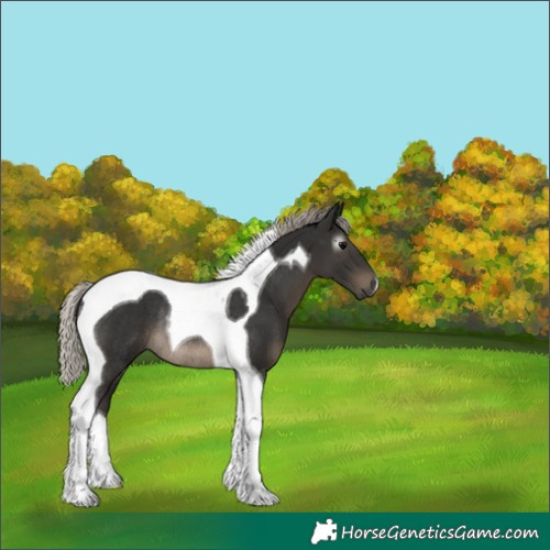 Horse Color:Gray Silver Black Tobiano Rabicano 
