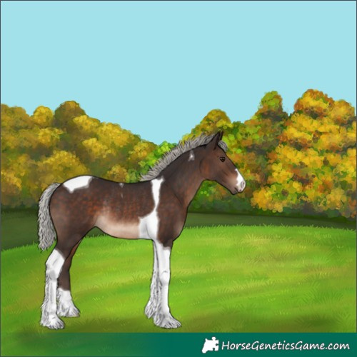 Horse Color:Silver Brown Tobiano Rabicano 