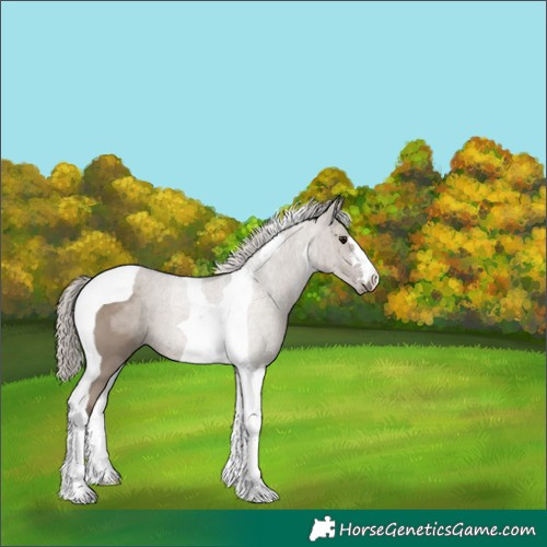 Horse Color:Silver Grullo Tobiano 