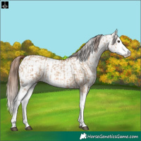 Horse Color:Red Dun Splash and Red Dun Splash