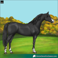 Horse Color:Black 