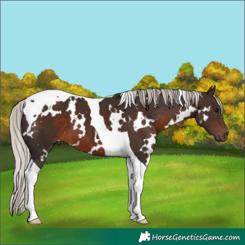 Horse Color:White Spotted Silver Brown Tobiano 