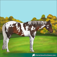 Horse Color:White Spotted Silver Brown Tobiano 