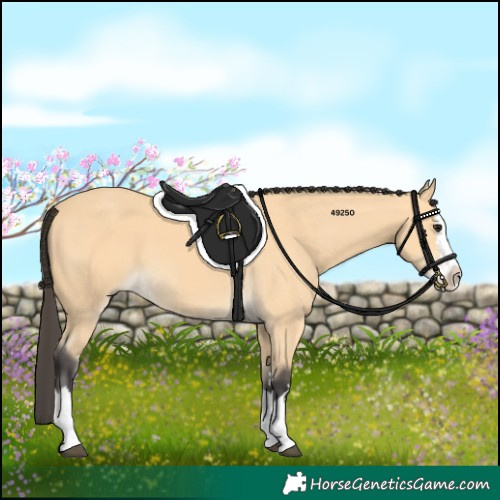 Horse Color:Buckskin Splash 