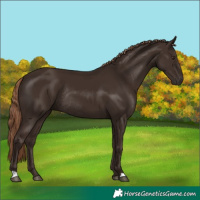 Horse Color:Liver Chestnut Rabicano 