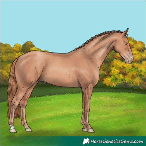 Horse Color:Gold Champagne