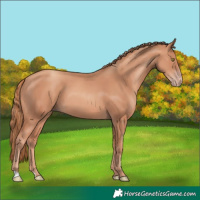 Horse Color:Gold Champagne 