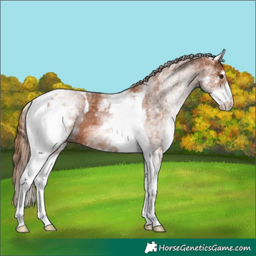 Horse Color:White Spotted Chestnut Tobiano 