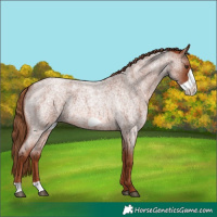 Horse Color:Red Roan Frame
