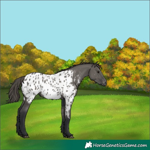 Horse Color:Grullo Near Leopard 