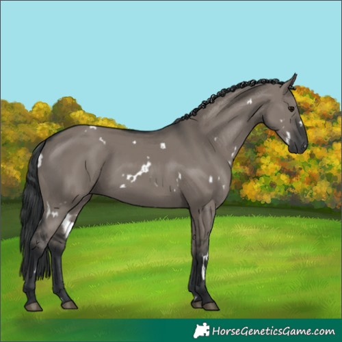 Horse Color:White Spotted Grullo
