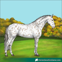 Horse Color:White Spotted Liver Red Dun Appaloosa Rabicano