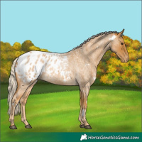 Horse Color:White Spotted Palomino Roan Appaloosa