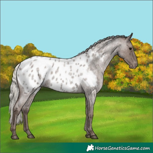 Horse Color:Silver Blue Roan Near Leopard 