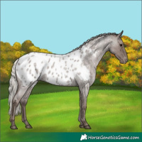 Horse Color:Silver Blue Roan Near Leopard