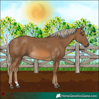 Horse Color:Chocolate Palomino Rabicano 