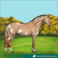 Horse Color:White Spotted Red Dun 