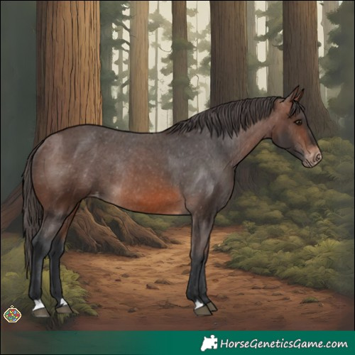 Horse Color:Brown Appaloosa Rabicano 