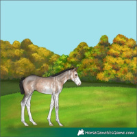 Horse Color:White Spotted Brown Dun Rabicano 