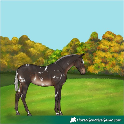 Horse Color:White Spotted Silver Brown 