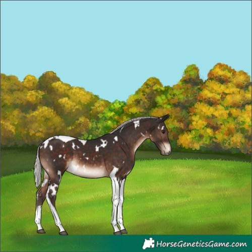 Horse Color:White Spotted Silver Brown Tobiano 