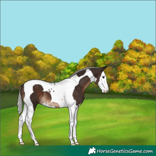 Horse Color:Silver Brown Splash Tobiano 